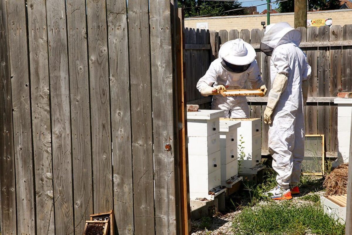 GCYC Comer Crops Beekeeping 52a